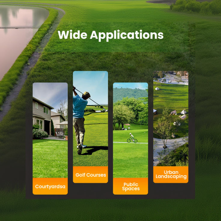 EVERGREEN DWARF GRASS SEEDS FOR ALL SEASONS [BUY 1 GET 1 FREE]