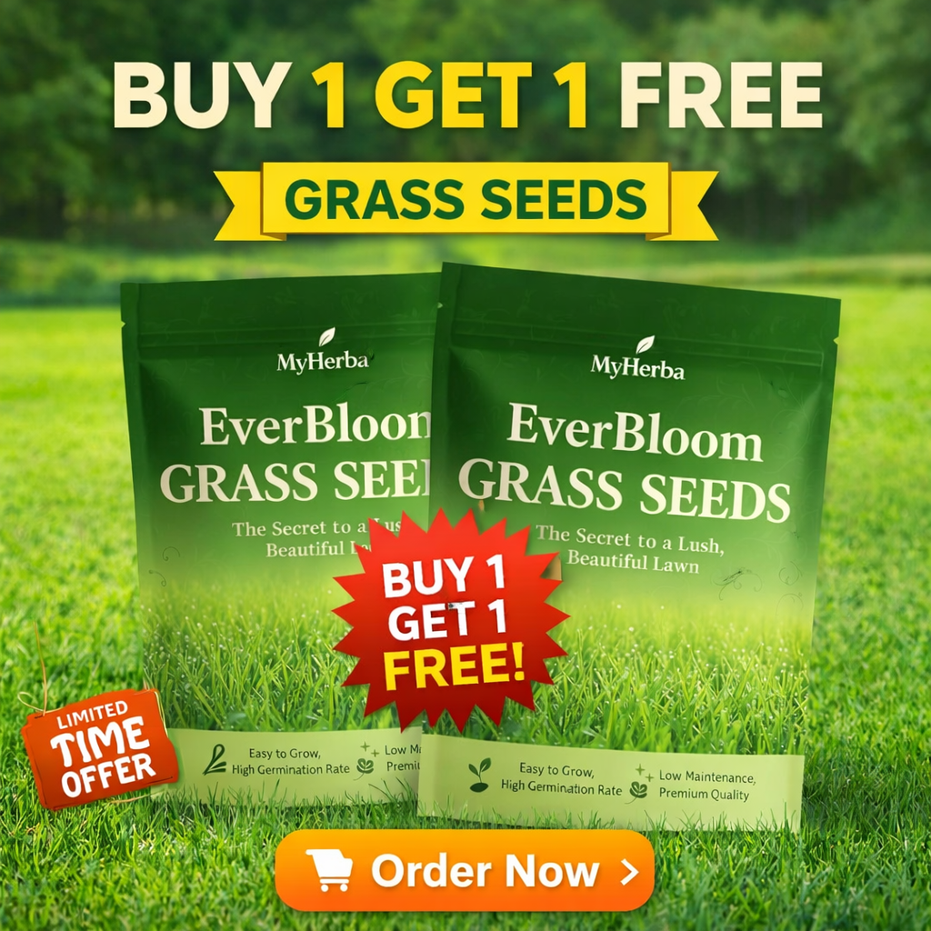 EVERGREEN DWARF GRASS SEEDS FOR ALL SEASONS [BUY 1 GET 1 FREE]