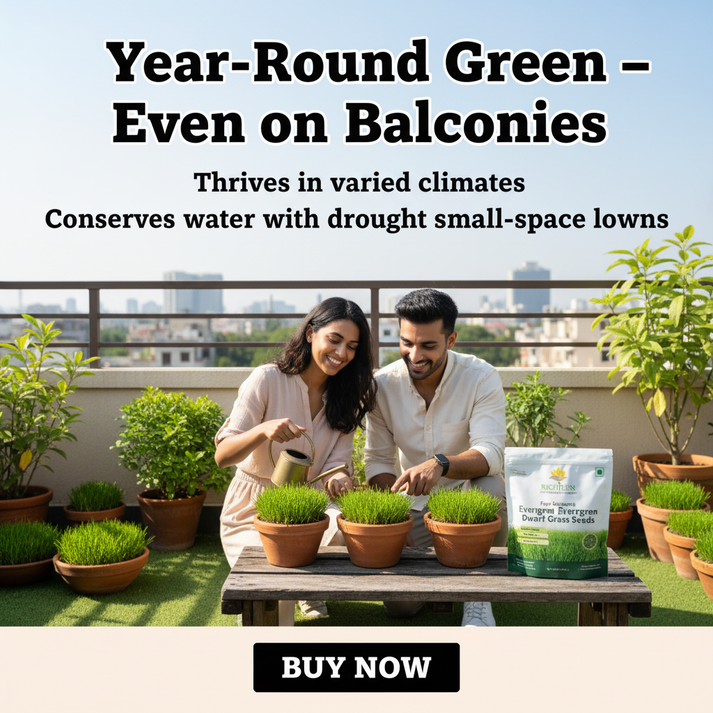 EVERGREEN DWARF GRASS SEEDS FOR ALL SEASONS [BUY 1 GET 1 FREE]