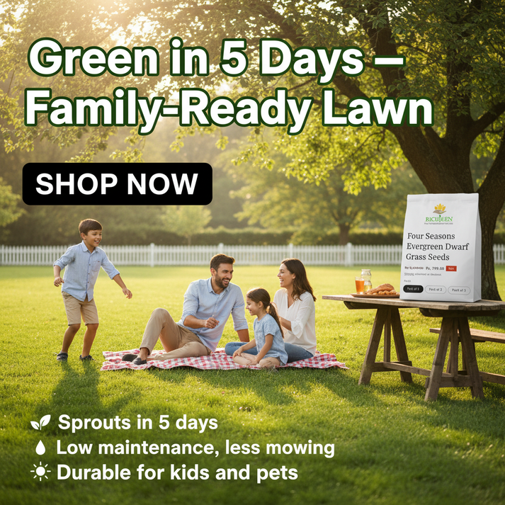 EVERGREEN DWARF GRASS SEEDS FOR ALL SEASONS [BUY 1 GET 1 FREE]