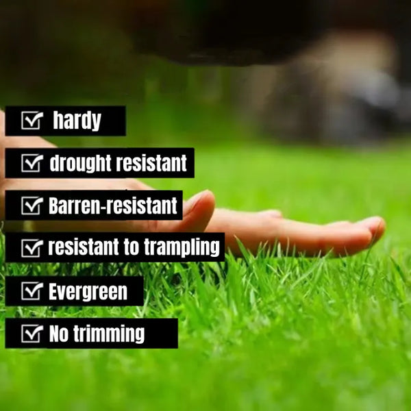 EVERGREEN DWARF GRASS SEEDS FOR ALL SEASONS [BUY 1 GET 1 FREE]